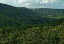 वनक्षेत्र की कटाई पर युवा हल्ला बोल ने उठाए सवाल