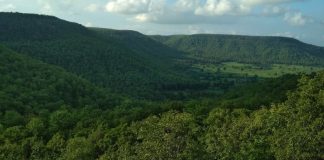 वनक्षेत्र की कटाई पर युवा हल्ला बोल ने उठाए सवाल