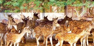 ठाकुर प्रसाद सिंह की कविता