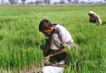 पिछले पांच साल में किसान और हुए बदहाल, सरकारी रिपोर्ट ने भी माना