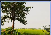 महेश आलोक की चार कविताएँ