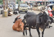 उप्र में छुट्टा पशुओं की समस्या को लेकर ग्रामीण आंदोलित