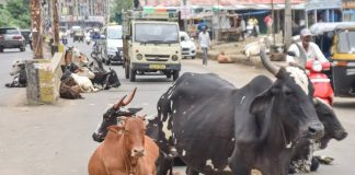 उप्र में छुट्टा पशुओं की समस्या को लेकर ग्रामीण आंदोलित