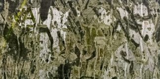 शिव कुमार पराग, केशव शरण, कुमार अरुण की कविताएँ