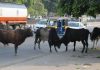 हरदोई में छुट्टा पशुओं को लेकर विरोध प्रदर्शन