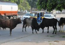 हरदोई में छुट्टा पशुओं को लेकर विरोध प्रदर्शन