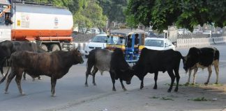 हरदोई में छुट्टा पशुओं को लेकर विरोध प्रदर्शन