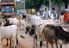 उप्र में छुट्टा पशु एक बड़ा चुनावी मुद्दा क्यों है