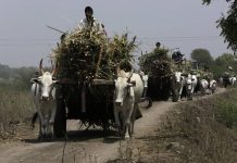 उप्र में गन्ने का बकाया एक बड़ा मुद्दा क्यों है