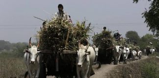 उप्र में गन्ने का बकाया एक बड़ा मुद्दा क्यों है