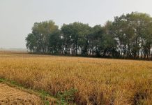 हरीश चन्द्र पाण्डे की दो कविताएँ