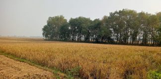 हरीश चन्द्र पाण्डे की दो कविताएँ