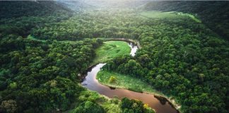 अमेजन के जंगलों का नष्ट होना, दुनिया के लिए बहुत बड़े खतरे का संकेत