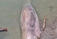 बिहार में नदियों का घटता प्रवाह और जाल बन रहा गंगा डॉल्फिन की मौत का कारण