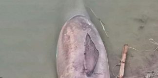 बिहार में नदियों का घटता प्रवाह और जाल बन रहा गंगा डॉल्फिन की मौत का कारण