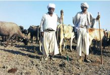 जलवायु परिवर्तन से किसानों पर संकट – भारत में 45 फीसदी तक घट जाएगा डेयरी और मीट उत्पादन