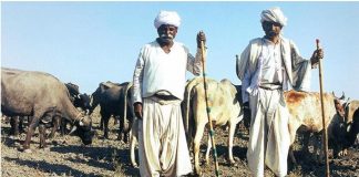 जलवायु परिवर्तन से किसानों पर संकट – भारत में 45 फीसदी तक घट जाएगा डेयरी और मीट उत्पादन