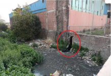 एग्रो फूड पार्क की फैक्ट्रियों के अपशिष्ट पदार्थों से काली हुई नाद नदी, ग्रामीण हुए बेहाल