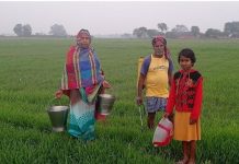 राजस्थान में गेहूं उत्पादन में कमी, आम आदमी का भरण पोषण महंगा