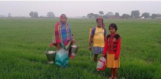 राजस्थान में गेहूं उत्पादन में कमी, आम आदमी का भरण पोषण महंगा