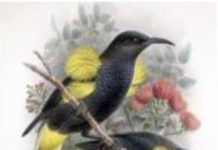 जैव विविधता के सुदृढ़ होने से पक्षियों के विलुप्त होने का खतरा कम होता है – शोध