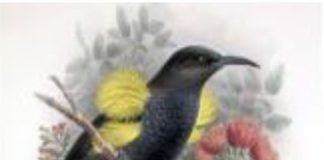 जैव विविधता के सुदृढ़ होने से पक्षियों के विलुप्त होने का खतरा कम होता है – शोध