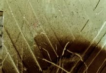 पंकज चौधरी की पॉंच कविताएं