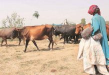 राजस्थान में गहराया चारे का संकट