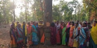 हसदेव अरण्य में खनन के लिए काटे पेड़, विरोध के बाद रुकी कटाई