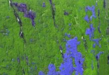 अमरीकी कवयित्री माया एंजेलो की कविताएं