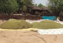 मप्र में समर्थन मूल्य से नीचे बिक रही मूंग, सरकारी खरीद का इंतजार