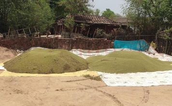 मप्र में समर्थन मूल्य से नीचे बिक रही मूंग, सरकारी खरीद का इंतजार