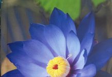 दायित्व बोध जगाती प्रश्नाकुलता