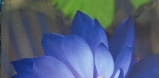 दायित्व बोध जगाती प्रश्नाकुलता