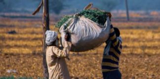 पंजाब में किसानों की खुदकुशी की घटनाएँ क्यों बढ़ रही हैं