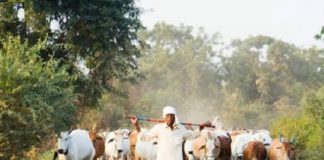 चरवाहे सिर्फ किस्से-कहानियों में बच जाएंगे