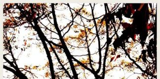 जयप्रकाश धूमकेतु की चार कविताएं