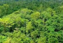 तीन साल में 554 वर्ग किमी वनक्षेत्र गैरवानिकी के हवाले किया गया