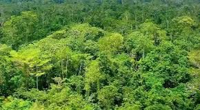 तीन साल में 554 वर्ग किमी वनक्षेत्र गैरवानिकी के हवाले किया गया