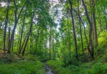 ‘छत्तीसगढ़ बचाओ आंदोलन’ का वन संरक्षण कानून के नियमों में संशोधन के खिलाफ आंदोलन का ऐलान