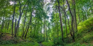 ‘छत्तीसगढ़ बचाओ आंदोलन’ का वन संरक्षण कानून के नियमों में संशोधन के खिलाफ आंदोलन का ऐलान