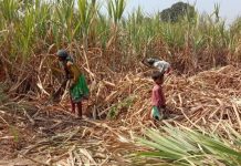 मजदूर संघ ने दक्षिण गुजरात के सहकारी चीनी मिलों को मजदूरी में 18% वृद्धि के लिए किया मजबूर