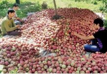 सेब बागबान किसान 5 अगस्त को शिमला में करेंगे विरोध मार्च