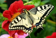 पारंपरिक ज्ञान के बिना जैव विविधता संरक्षण की बात बेमानी