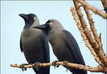 हमारे पुरखों के दूत