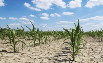 बढ़ती गर्मी के कारण 23 वर्षों में खतरे की जद में होगा 71 फीसद कृषिक्षेत्र