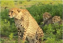 कई विशेषज्ञों ने कहा, अफ्रीकी चीतों को भारत लाना उचित नहीं