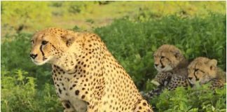 कई विशेषज्ञों ने कहा, अफ्रीकी चीतों को भारत लाना उचित नहीं