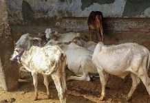 लंपी वायरस के कहर ने तोड़ी निर्धन मजदूरों की आर्थिक कमर