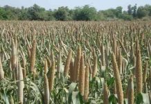 हरियाणा सरकार तुरन्त बाजरा एमएसपी पर खरीदे व भावान्तर के तहत क्षतिपूर्ति करे – जय किसान आंदोलन